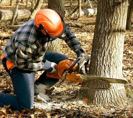 Tree Removal in Roseland, VA